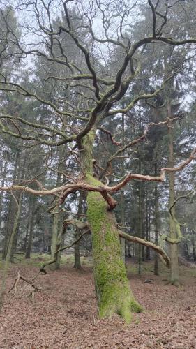 a tree with green moss growing on the side of it at Rosdala gård - gästhuset in Rydsgård
