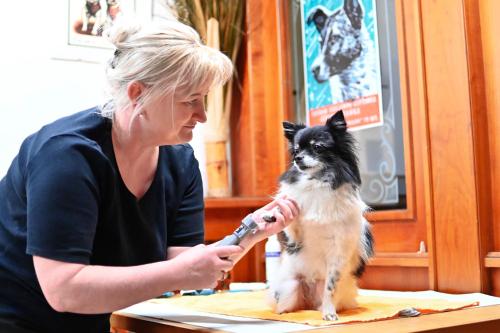 a woman is brushing a dog at a table at Berghotel Steiger - Erzgebirge in Schneeberg