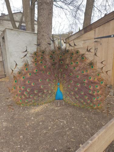 a peacock feather sculpture in front of a tree at Jolysable in Pons