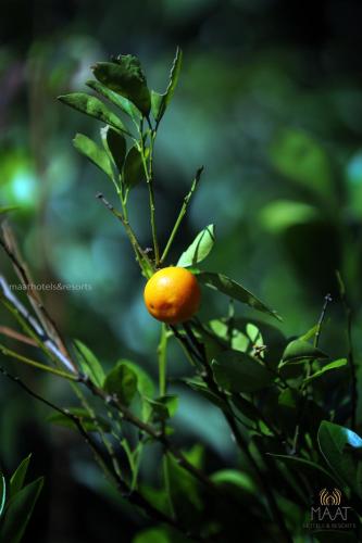 an orange on a tree branch with leaves at Dew Drops Farm Resorts in Munnar