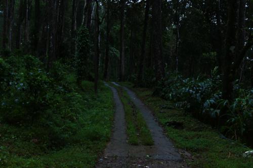 a dirt road in the middle of a forest at Dew Drops Farm Resorts in Munnar