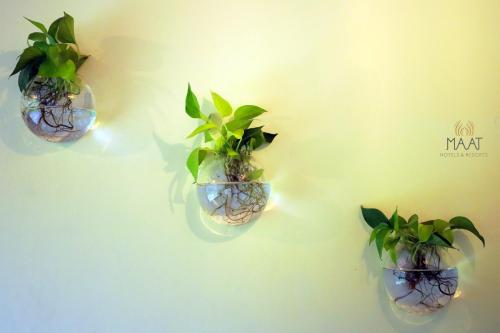 three potted plants hanging on a wall at Dew Drops Farm Resorts in Munnar