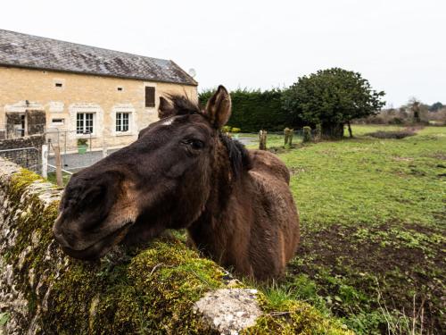 a brown horse standing next to a wall at Holiday Home Le Clos Renard by Interhome in Commes