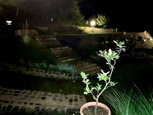 a plant in a pot in a yard at night at Manor House on the Danube Bend in Tahitótfalu