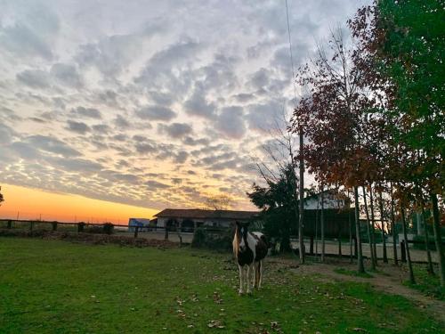 un cheval debout dans un champ avec le coucher du soleil en arrière-plan dans l'établissement casa nonna Rica, 