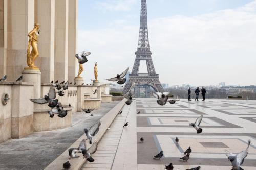 a flock of pigeons in front of the eiffel tower at La plaine paisible - 15’ Paris 10’ Stade de France in Saint-Denis