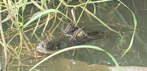 a couple of birds sitting in the water at Hotel Veragua River House in Sierpe