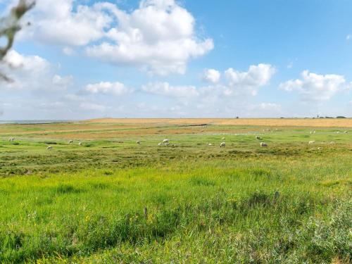 stado zwierząt wypasających się na trawiastym polu w obiekcie Holiday Home Langsom - 100m from the sea in Western Jutland by Interhome w mieście Havneby