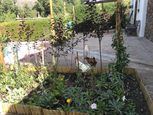 Imagen de la galería de Casa Rural Los Castaños Capileira - Alpujarra, en Capileira