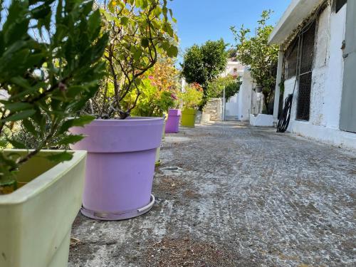 a row of potted plants sitting on a street at Nionas Cheerful House in Píso Meriá