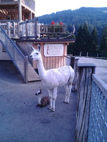 a llama and a bird standing next to a building at Bodenhof Ferienwohnungen in Fieberbrunn