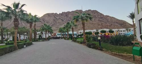 a street with palm trees and a mountain in the background at Happy Life Village Dahab in Dahab