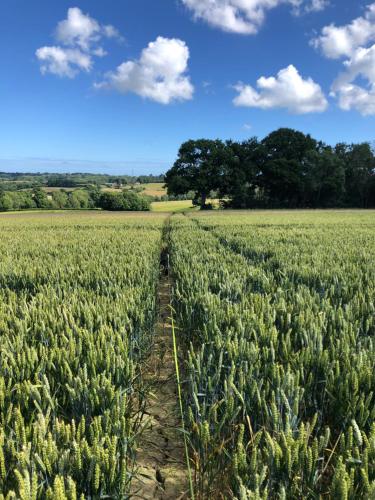 a field of broccoli with a road in it at Goodwin Farm in Northiam