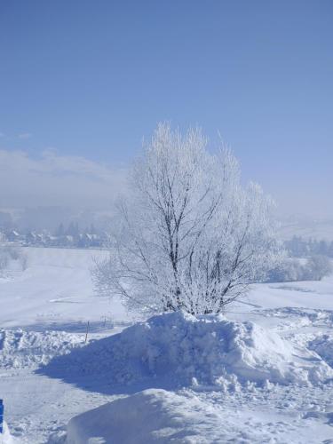un árbol en un campo cubierto de nieve en U Chowańców, en Bańska Niżna