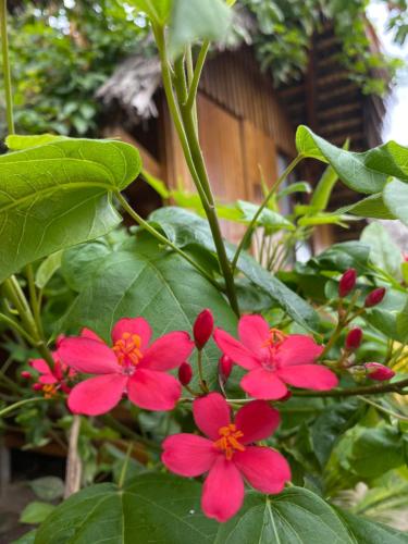 a group of pink flowers on a plant at Zutalu - Playa Sur in Puerto López