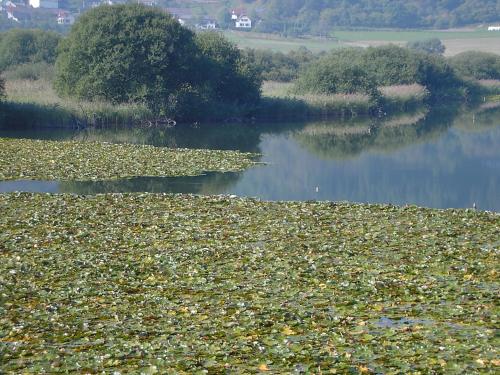 a body of water with lots of leaves on it at Ferienwohnung Eifelluft in Daun