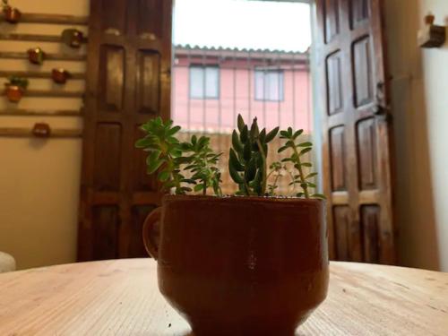 a plant in a cup sitting on a table at Casa PiYo in San Cristóbal de Las Casas