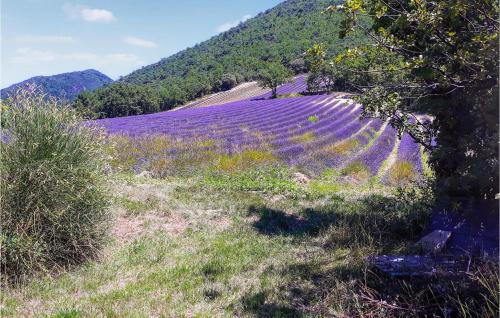 a field of purple flowers on a hill with a tree at Lovely Home In Dieulefit With Wifi in Dieulefit