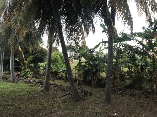 a group of palm trees in a field at Compassionate Touch Spa & Accommodation in Newcastle Village