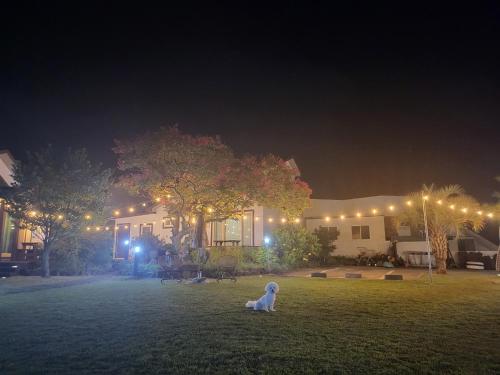 a dog sitting in the grass in front of a house at night at Gla Aewol in Jeju