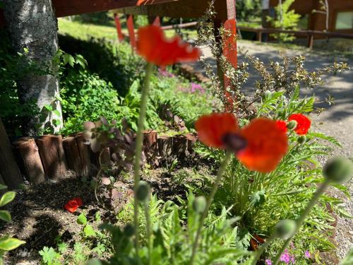 a group of red flowers in a garden at Solar Selvana - Casas de montaña in Villa La Angostura