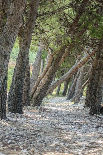 a row of trees lined up in a row at Apartments Ban in Tučepi