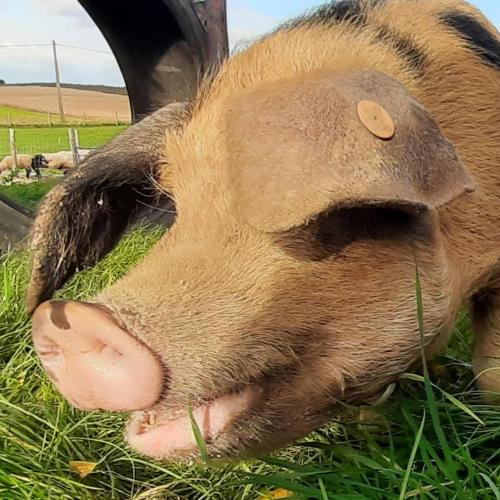 un gran cerdo marrón tirado en la hierba en Sheepinn de geul, en Tielt