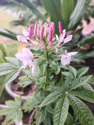 a bunch of pink flowers on a plant at Weeroona Huts Homestay Pacifico in San Isidro