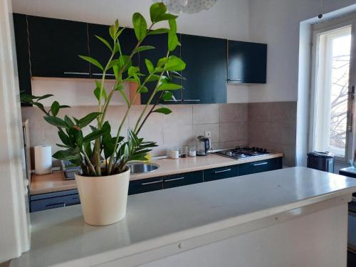 uma cozinha com um vaso de plantas sentado num balcão em Apartman Soda em Ogulin