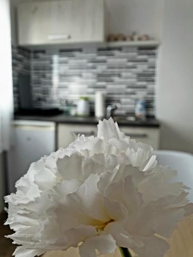 a white flower sitting on a table in a kitchen at Fenix Apartman in Zaječar