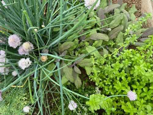 a group of flowers and plants in a garden at Quinta do Areal in Lousã