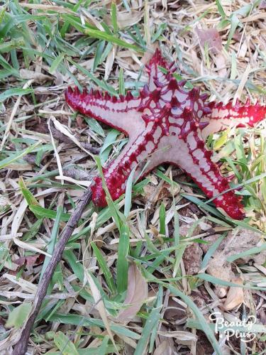 a red starfish laying on the grass at MG beach house in Tanga