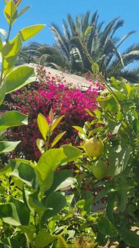 Altos de Curacavi – Photos 3