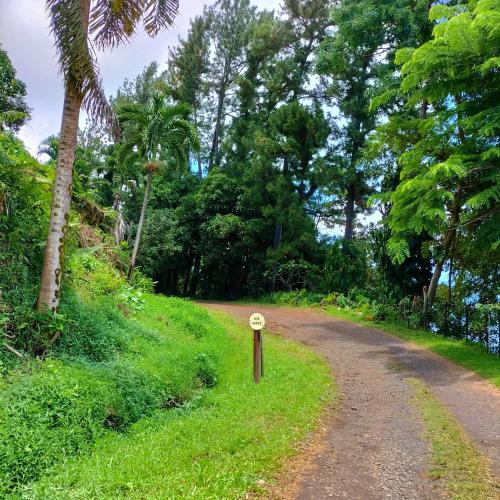 a dirt road in the middle of a forest at L'Auberge Polynésienne in Tevaitoa