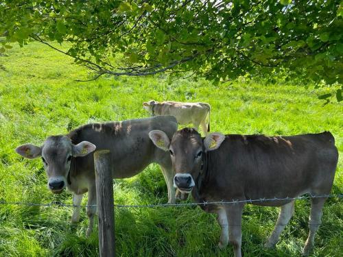 ホテルの敷地内または近くにいる動物