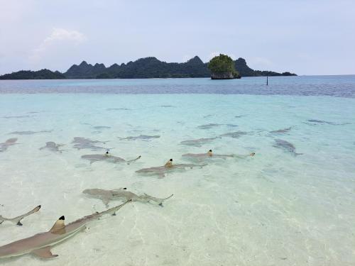 a group of sharks swimming in the water at Raja Ampat Jousuba Homestay in Minyaifuin