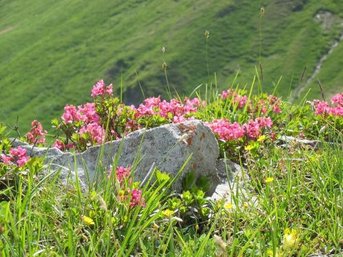 a field of pink flowers and a rock at Landhaus Riesneralm in Donnersbachwald