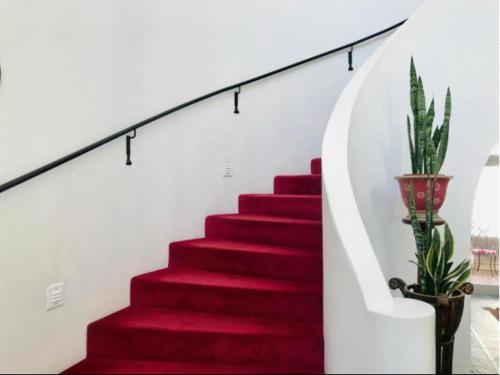 a red carpeted staircase with a plant on it at Waterkloof Mansion Boutique Hotel in Pretoria