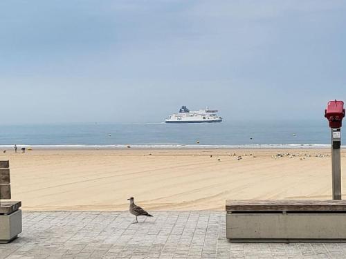 um pássaro a caminhar numa praia com um navio de cruzeiro ao fundo em chez Aline em Calais