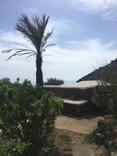 a palm tree sitting on top of a stone wall at Dammusi IL SERRALH -Pantelleria- in Pantelleria