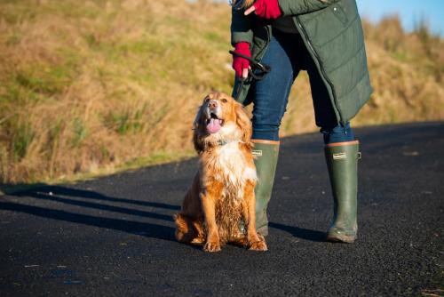 a person walking a dog on a road at Bonnie Barns - Adults Only Luxury Lodges with hot tubs in Luss