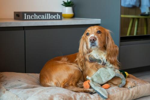 a dog sitting on a bed with a toy at Bonnie Barns - Adults Only Luxury Lodges with hot tubs in Luss