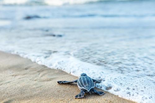 a green sea turtle laying on the beach at St. Regis Bahia Beach Resort, Puerto Rico in Rio Grande