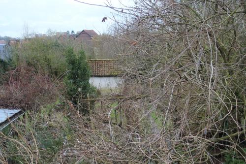 a tree with no leaves next to a body of water at maison d'artiste accès jardin in Maubeuge