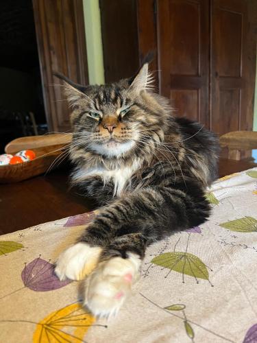 a cat laying on top of a table at La casa Arancione in Boves