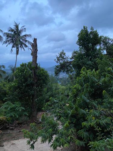 a jungle with a palm tree in the background at Pearl's Homestay Matale in Matale