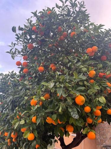 an orange tree with lots of oranges on it at Apartament na Cyprze in Peyia