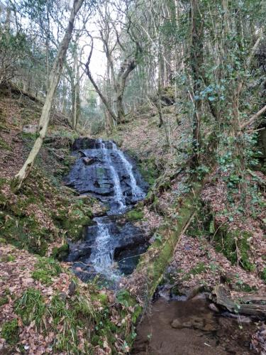 a stream in the middle of a forest with trees at Shadowvale E34X773 in Tipperary