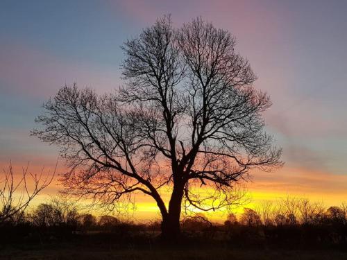 a tree in a field with a sunset in the background at Butterfly Cottage Retreat - Private Studio Getaway in Delvin
