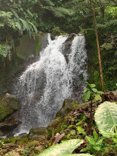 Oceanview jungle oasis - Casa Sol – Photos 3